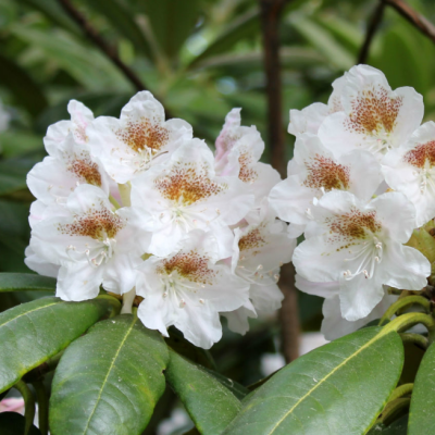 Рододендрон Рекс фото