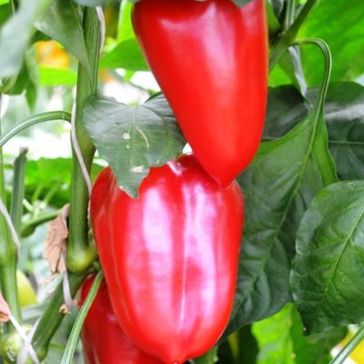 Перец Бутуз Н10 Перец Бутуз Н10 фото