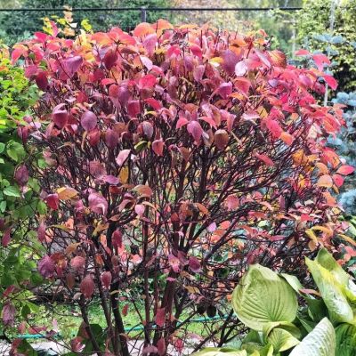 Дерен белый Ред Гноум Дерен белый Ред Гноум - Dolina-Sad.Ru