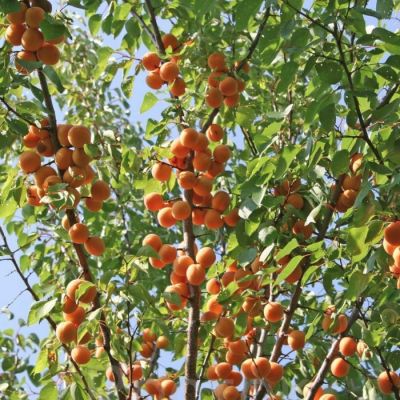 Абрикос Алеша Абрикос Алеша - Dolina-Sad.Ru