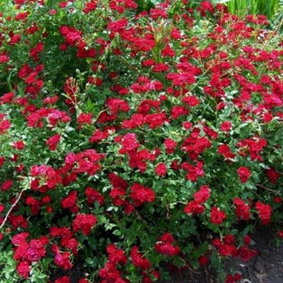 Роза Ред Каскад Роза Ред Каскад - Dolina-Sad.Ru