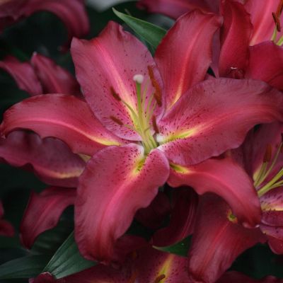 Лилия Гранд Туризмо Лилия Гранд Туризмо фото