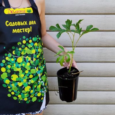 Пион Лондон - Dolina-Sad.Ru