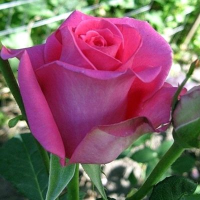 Роза Топалович Роза Топалович - Dolina-Sad.Ru