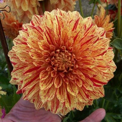 Георгина Глориоза фото