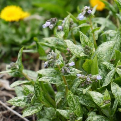 Медуница Миссис Киттл - Dolina-Sad.Ru