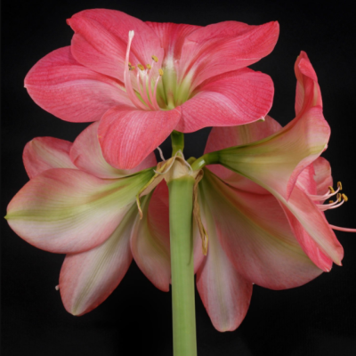 Амариллис Сьюзан Амариллис Сьюзан фото