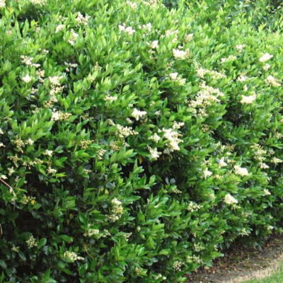 Бирючина японская Грин Сентури Бирючина японская Грин Сентури - Dolina-Sad.Ru