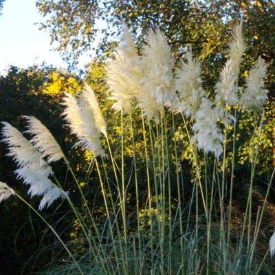 Кортадерия серебристая Саннингдейл Сильвер - Dolina-Sad.Ru