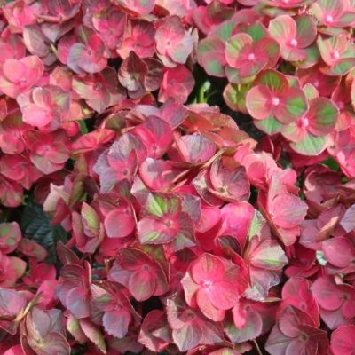 Гортензия крупнолистная Ребелион Чоко Лав - Dolina-Sad.Ru