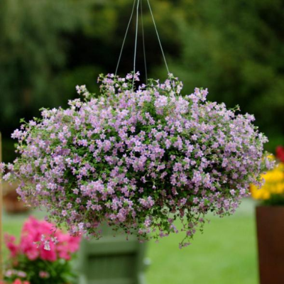 Бакопа Голубая Лавина фото