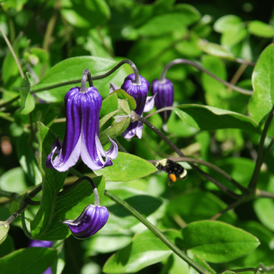 Клематис Роогучи Клематис Роогучи фото