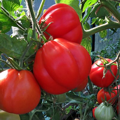 Томат Инжирный рубиновый автор. Томат Инжирный рубиновый автор. - Dolina-Sad.Ru