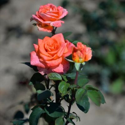 Роза Амбассадор Роза Амбассадор - Dolina-Sad.Ru