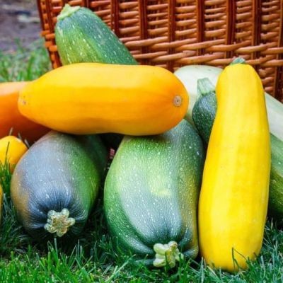 Кабачок Экзотик Смесь Н11 фото