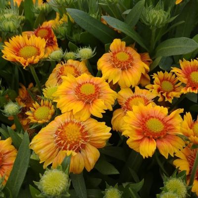 Гайлардия Аризона Эприкот - Dolina-Sad.Ru