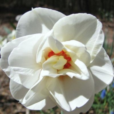 Нарцисс Акрополис Нарцисс Акрополис - Dolina-Sad.Ru