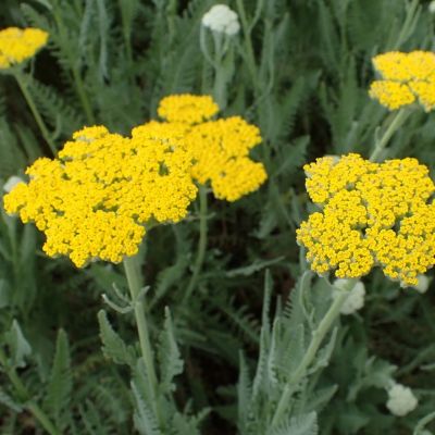 Тысячелистник Муншайн Тысячелистник Муншайн - Dolina-Sad.Ru