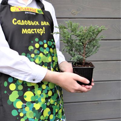 Кипарисовик горохоплодный Бейби Блю Кипарисовик горохоплодный Бейби Блю фото