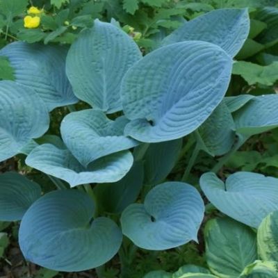 Хоста Блю Силтон Хоста Блю Силтон - Dolina-Sad.Ru