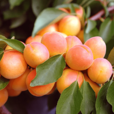 Абрикос Сын Краснощекого Абрикос Сын Краснощекого фото