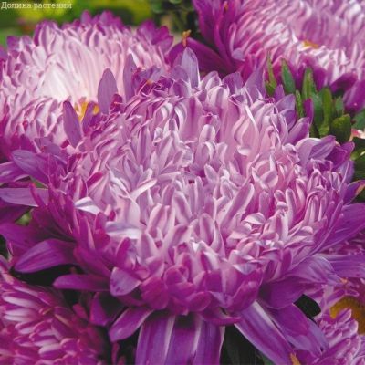 Астра Седая Дама Астра Седая Дама фото