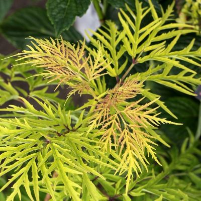 Бузина черная Голдэн Тауэр Бузина черная Голдэн Тауэр - Dolina-Sad.Ru