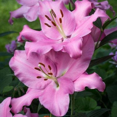 Лилия Каналетто (в горшке) Лилия Каналетто (в горшке) фото