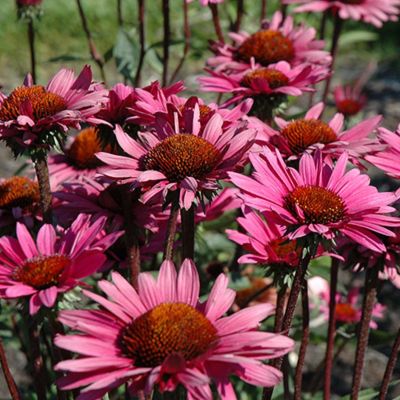 Эхинацея Фатал Эттрэкшн - Dolina-Sad.Ru