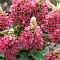 Гортензия метельчатая Мэджикал Везувио, С2 - Dolina-Sad.Ru