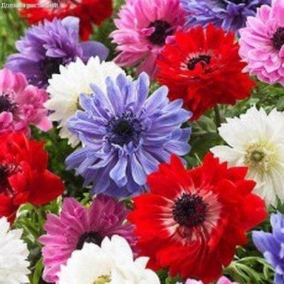 Анемона Бриджит Микс за рубль Анемона Бриджит Микс за рубль фото