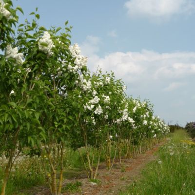 Сирень обыкновенная Мадам Лемуан - Dolina-Sad.Ru