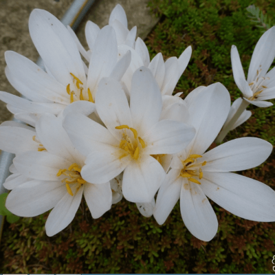 Безвременник Осенний Альбум Безвременник Осенний Альбум фото