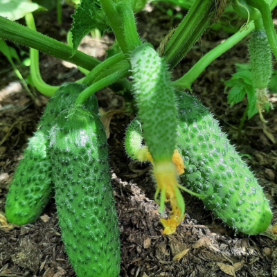 Огурец Зеленые гномики F1 мини пикуль Огурец Зеленые гномики F1 мини пикуль - Dolina-Sad.Ru