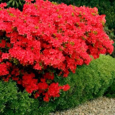 Рододендрон Стюартстониан Рододендрон Стюартстониан - Dolina-Sad.Ru