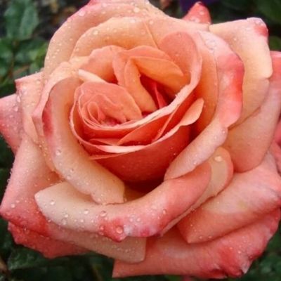 Роза Седукцион Роза Седукцион - Dolina-Sad.Ru