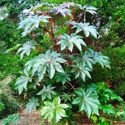 Клещевина Остров Зеленый Клещевина Остров Зеленый фото