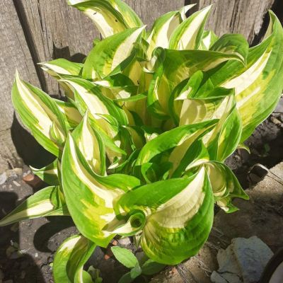 Хоста Твист Сперминт Хоста Твист Сперминт - Dolina-Sad.Ru