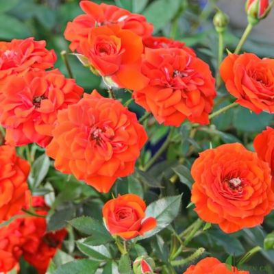 Роза Оранж Беби Роза Оранж Беби - Dolina-Sad.Ru