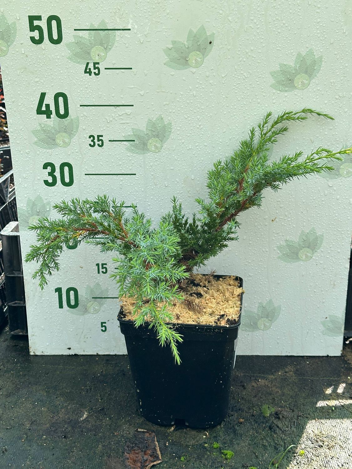 Можжевельник чешуйчатый Хуннеторп фото