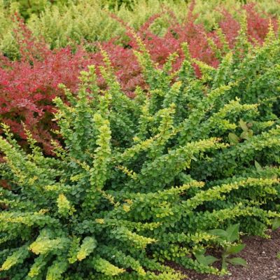 Барбарис Тунберга Смарагд Барбарис Тунберга Смарагд фото