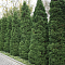 Туя западная Холмструп, С2 Туя западная Холмструп, С2 - Dolina-Sad.Ru