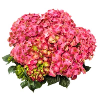 Гортензия крупнолистная Глосси Липс - Dolina-Sad.Ru