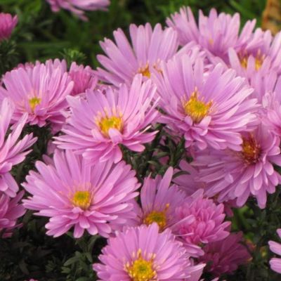 Астра кустарниковая Розенвихтель Астра кустарниковая Розенвихтель - Dolina-Sad.Ru