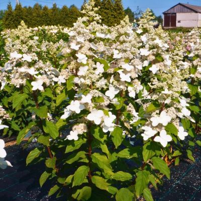 Гортензия метельчатая Мустила - Dolina-Sad.Ru