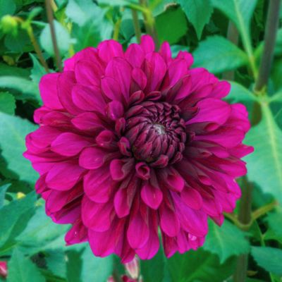 Георгина Пурпл Флейм Георгина Пурпл Флейм - Dolina-Sad.Ru