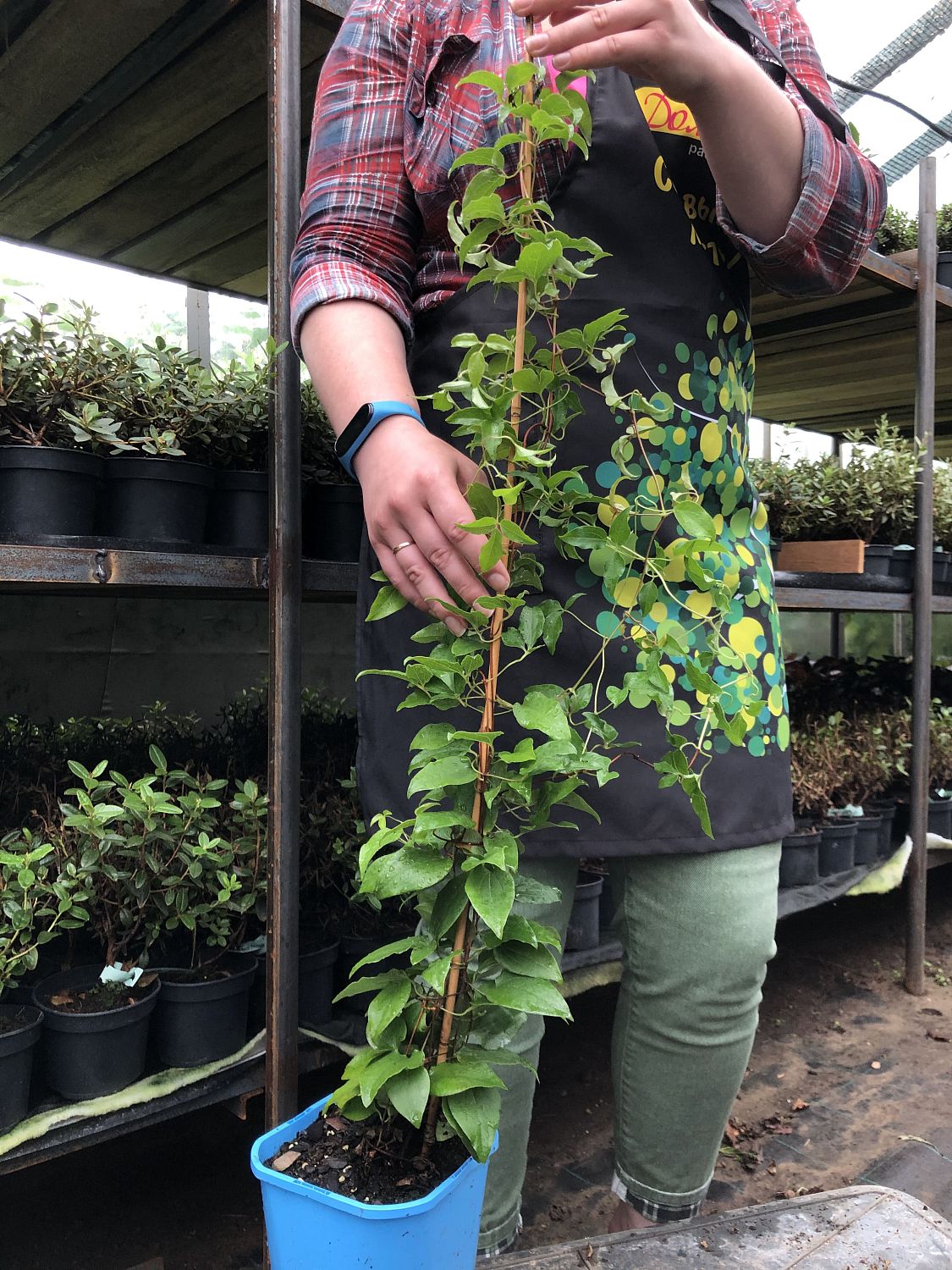 Клематис Патрисия Энн, С2 Клематис Патрисия Энн, С2 фото