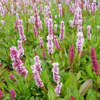 Горец родственный Дональд Лаундес , P9 Горец родственный Дональд Лаундес , P9 фото