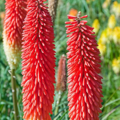 Книфофия Ред Адмирал Книфофия Ред Адмирал фото