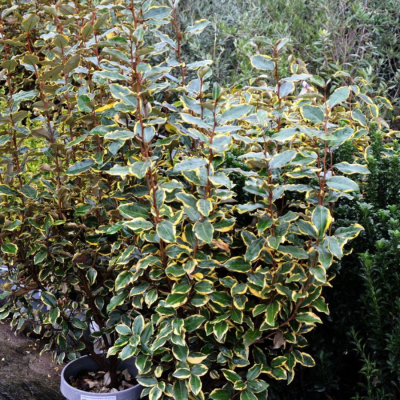 Лох Эббинга Лаймлайт - Dolina-Sad.Ru